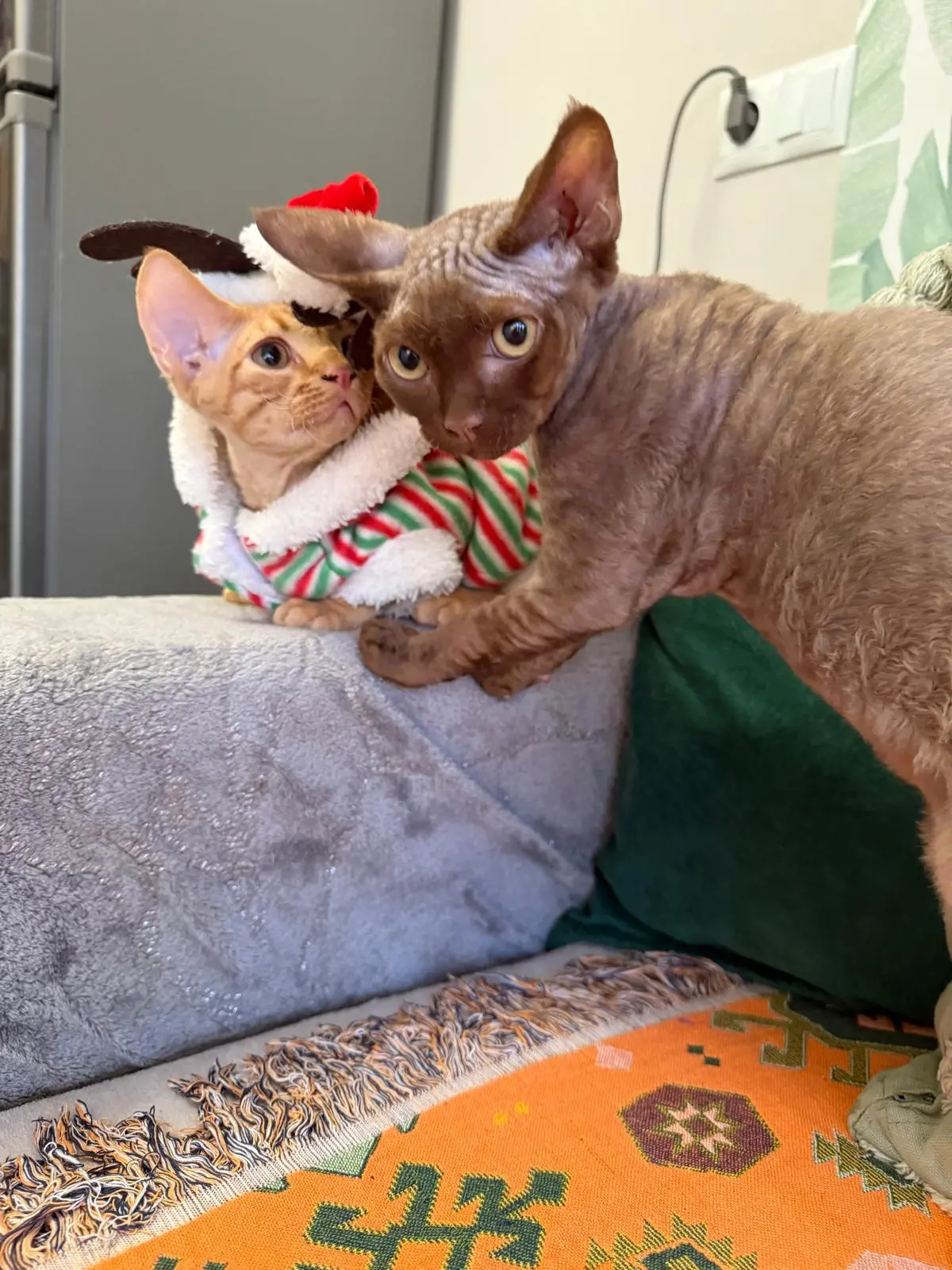 Devon Rex Cattery